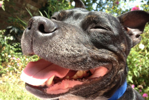 27 Reasons To Never Have A Staffordshire Bull Terrier As A Pet