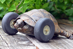 Tortoise Whose Legs Were Eaten By Rats Gets Prosthetic Wheels