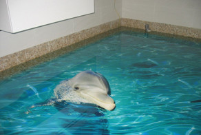 3D Floors Turn Your Bathroom Into An Ocean