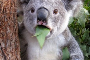 55 Astonished Animals Who Are Freaked Out By What’s Happening