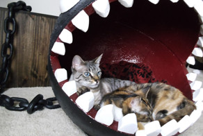 I Made A Bed For My Cat Inspired By Super Mario’s Chain Chomp Monster