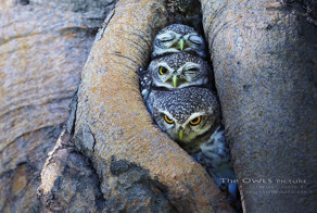 Adorable Owl Photos Captured By Thai Photographer Sasi