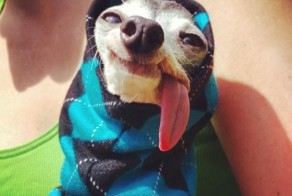Meet Zappa, The Sid Lookalike Dog With A Floppy Tongue
