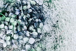 Flotsam: Flower Portraits Captured Underwater