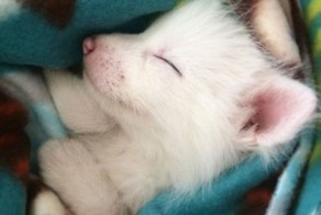 This Domesticated Baby Red Fox Is The Sleepiest Pet Ever