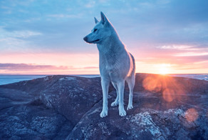 My Adopted Dog’s Adventures: From Life In A Cage To Life On The Road
