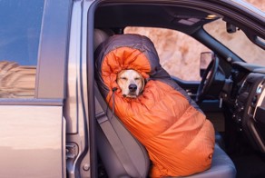 Photographer Takes His Rescued Dog Maddie On Epic Adventures