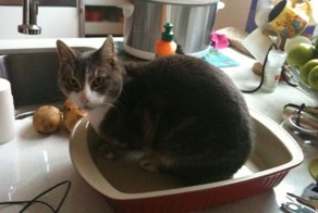 21-Step Guide On How To Cook With Cats
