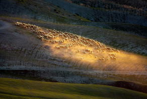 Sheep In Tuscan Fields In Italy