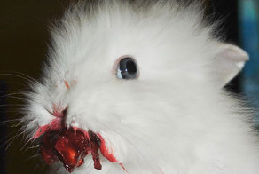 20 Animals Eating Berries Look Like Horror Movie Monsters