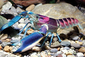 New ‘Galaxy’ Crayfish Discovered In Indonesia