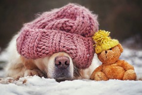 The Adventures Of Golden Retriever Mali And His Teddy Bear