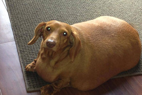 Dennis The Dieting Dog Loses 79% Of His Body Weight