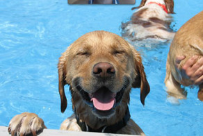 21 Poolside Pups Totally Rocking The Summer Weather