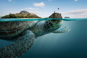 Sea Animals Bear The Four Biospheres Of Ecuador On Their Backs