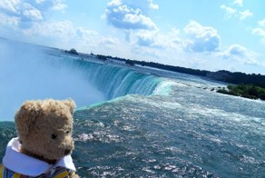 Everything Is Pawsibble: Bruno The Bear Travelling The World