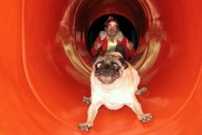 17 Dogs On Slides Learning About Gravity The Hard Way