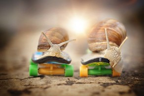 Beautiful And Courageous Snails