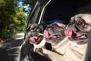 50 Funny Dogs That Love Car Rides More Than Anything