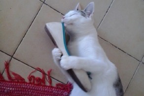 11 Cats Who Have An Unhealthy Obsession With Footwear