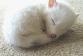 The Internet’s Cutest Snow-White Fox Is Growing Up