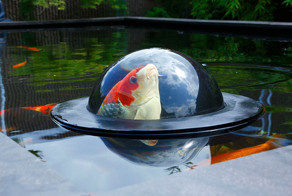 Floating See-Through Dome Lets Fish Look At The Outside World