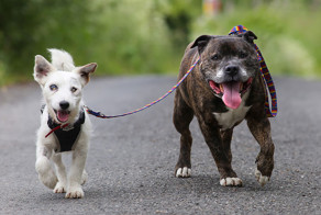 This Blind Dog Has His Own Seeing-Eye Guide