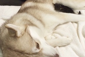 They Thought This Kitten Was Going To Die, But Then She Met A Husky
