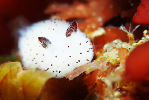 Sea Bunnies: Japan Is Going Crazy About These Furry Sea Slugs