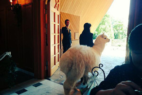 This Wedding Hall Will Loan You An Alpaca To Act As The Witness