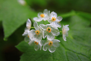 “Skeleton Flowers” Become Transparent When It Rains
