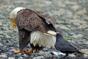 Crows Troll Animals By Pulling Their Tails