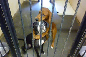 Shelter Dog Hugs Her Friend Hours Before Euthanasia And Saves Their Li
