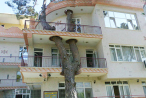 17 Clever Buildings Whose Architects Refused To Cut Down Local Trees