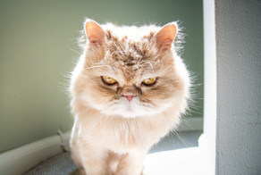 Cats Are Not Cold, They Have Emotions Just Like You