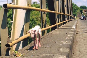 This Desperate Dog Jumped Into A Stranger’s Car