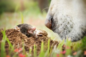 I Love My Dog’s Nose