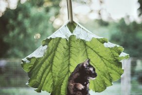 A Summer With A Cat: Why You Shouldn’t Leave Your Cat At Home During Vacation