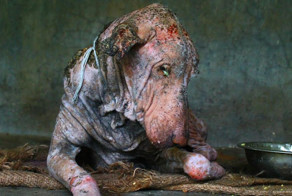 Dying Dog Found On Street Is Completely Transformed In Two Months