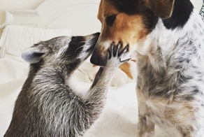 Orphaned Raccoon Rescued By Family With Dogs Thinks She’s A Dog