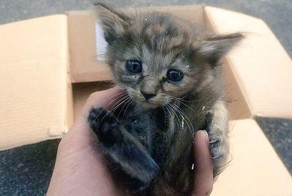 Rescue Kitten Adopted By 5 Ferrets Thinks It’s A Ferret Too