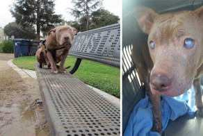 Blind Pitbull Abandoned On Park Bench After Giving Birth Gets The Love She Deserves