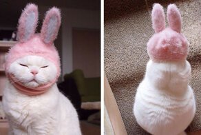 This 17-Year-Old Cat Is The Laziest Internet Star In Japan