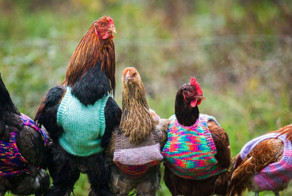 Woman Knits Tiny Sweaters For Rescued Chickens To Keep Them Warm