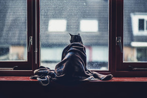 Photographing Cats Helps Me Deal With My Insecurity And Dark Past