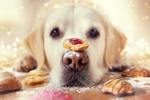 Dog Mali Enjoying Christmas Time