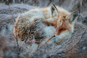 Russian Miner Spends His Breaks Photographing Foxes In The Arctic Circle