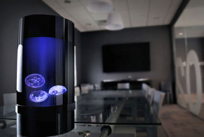 Now You Can Have Pet Jellyfish At Home