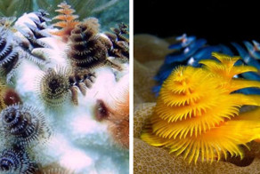 Too Cool: Marine Worms Look Like Christmas Trees