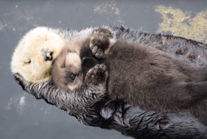 Day Old Otter Pup Falls Asleep On Its Floating Mother’s Belly